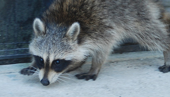 Raccoon Removal in Long Beach