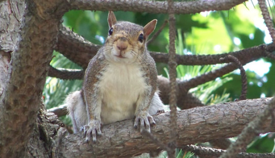 Squirrel Removal in Long Beach